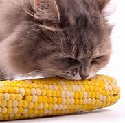 Image result for Animals Eating Corn