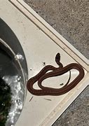 Image result for Corn Snake Arkansas