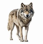 Image result for Evil Wolf PNG