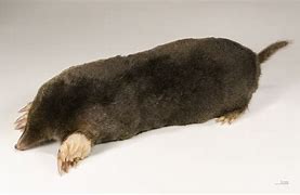 Image result for Badger Mole Animal