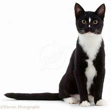 Image result for Cat with Fairy Wings White Background