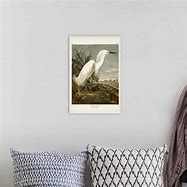 Image result for Snowy Heron