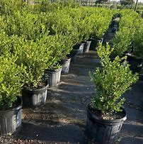 Image result for Japanese Boxwood Bush