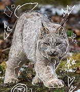 Image result for Best Lynx PFP