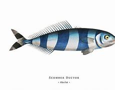 Image result for Pilot Fish