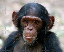 Image result for Little Naps Chimp