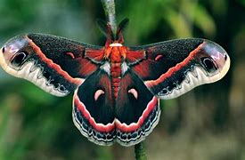 Image result for Luna Moth Cecropia