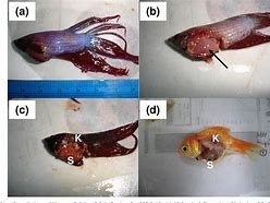 Image result for Mycobacterium Piscium Fish