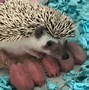 Image result for Baby Hedgehog