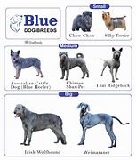 Image result for Girl Blue Dog