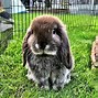 Image result for French Rabbit