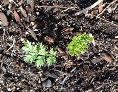 Image result for Daisy Seedlings