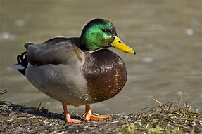 Image result for Sulky Duck