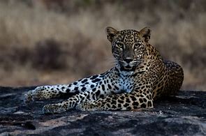 Image result for Yala Leopard