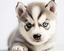 Image result for 2 Week Old Huskies