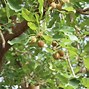 Image result for Shea Tree India