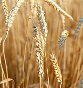 Image result for Wheat Harvest Pic