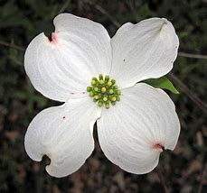 Image result for Flowering Dogwood Roots