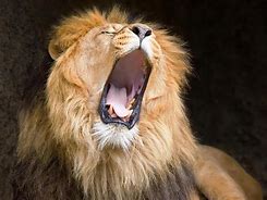 Image result for Lion Raors