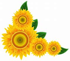 Image result for Sunflower Image Clip Art No Background