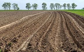 Image result for Arable Island