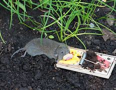 Image result for Oil Trap Mouse