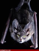 Image result for Bat Scorpion Hybrid