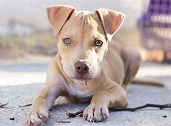 Image result for A Pit Bull