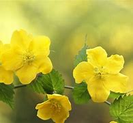 Image result for Shrubs with Yellow Flowers and Brown Leaves