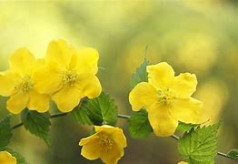 Image result for Bushes with Yellow Flowers Shrubs