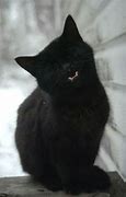 Image result for Proud Black Cat