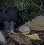 Image result for Vole Bones