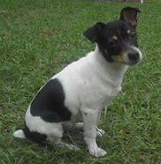 Image result for Rat Terrier Breeds