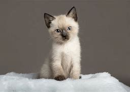 Image result for Siamese Cats Animal