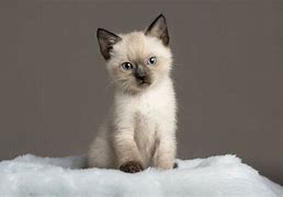 Image result for Siamese Cat Boy