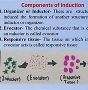 Image result for Embryonic Induction