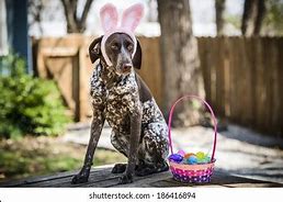 Image result for Dog with Bunny Ears