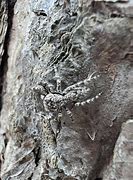 Image result for Spiders That Camouflage