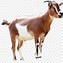 Image result for Goat Sprite