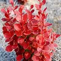 Image result for Barberry Orange Rocket 5 Gal