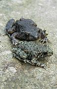 Image result for Midwife Frog