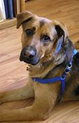 Image result for German Shepherd Mix with Labrador