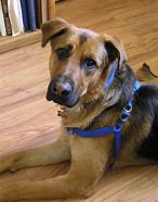 Image result for German Shepherd Lab Mix