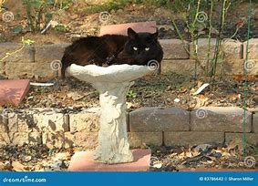 Image result for Scruffy Black Cat