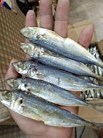 Image result for Galunggong Dried Fish