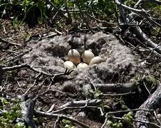 Image result for Geese Nest