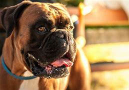 Image result for German Boxer Dog Side Profile