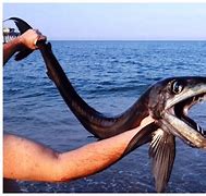 Image result for Most Rare Angler Fish