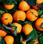 Image result for Orange Tangerine Hybrid