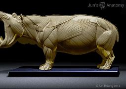 Image result for Hippo Anatomy